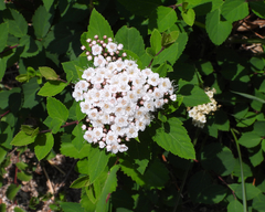 Spiraea fritschiana