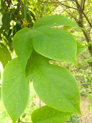 Passiflora platyloba