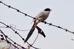 Cyanopica cyanus