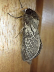 Oxycanus antipoda