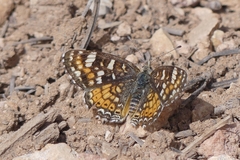 Phyciodes pulchella camillus