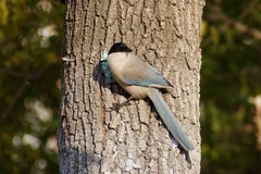 Cyanopica cyanus
