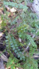 Sophora microphylla