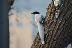 Cyanopica cyanus
