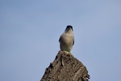Cyanopica cyanus