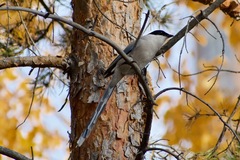 Cyanopica cyanus
