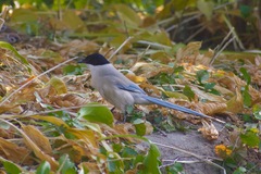 Cyanopica cyanus