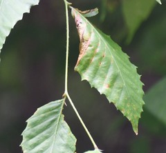 Apiognomonia errabunda