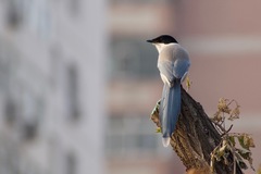 Cyanopica cyanus