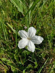 Ruellia noctiflora