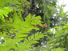 Anadenanthera colubrina