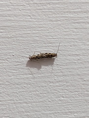 Erechthias zebrina