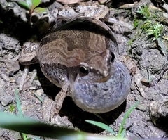 Microhyla fissipes