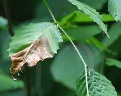 Apiognomonia errabunda