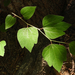 Blunt-lobe Spicebush - Photo (c) Chuangzao, some rights reserved (CC BY-NC), uploaded by Chuangzao