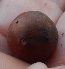 Disholcaspis pruniformis