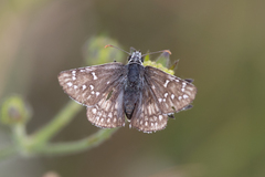 Pyrgus sidae