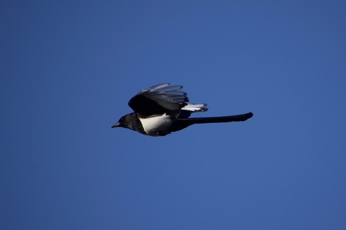 Oriental Magpie, Harbin, Heilongjiang, China, photo 8 of 10