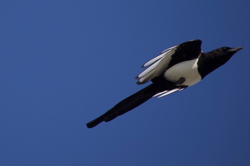 Oriental Magpie, Songbei District, Harbin, Heilongjiang, China, photo 6 of 10