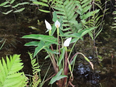 Peltandra sagittifolia