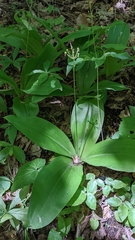Clintonia umbellulata