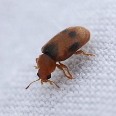 Coccidula scutellata