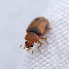 Coccidula scutellata