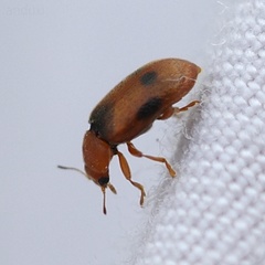 Coccidula scutellata