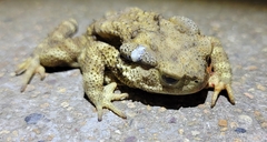 Bufo gargarizans