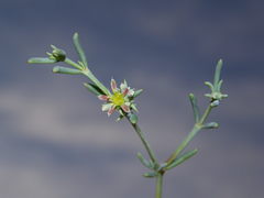 Gymnocarpos decander