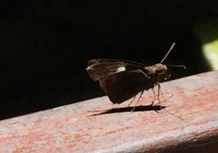 Notocrypta paralysos varians