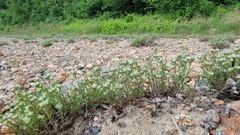 Paronychia argyrocoma