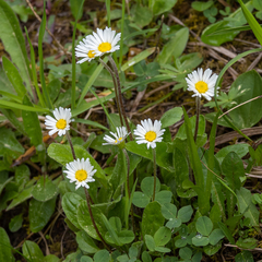 Aster bellidiastrum