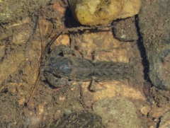 Cambarus latimanus