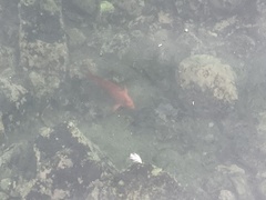 Hypsypops rubicundus
