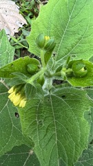 Smallanthus siegesbeckius