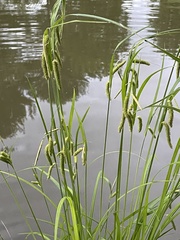 Carex pseudocyperus