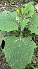 Smallanthus siegesbeckius