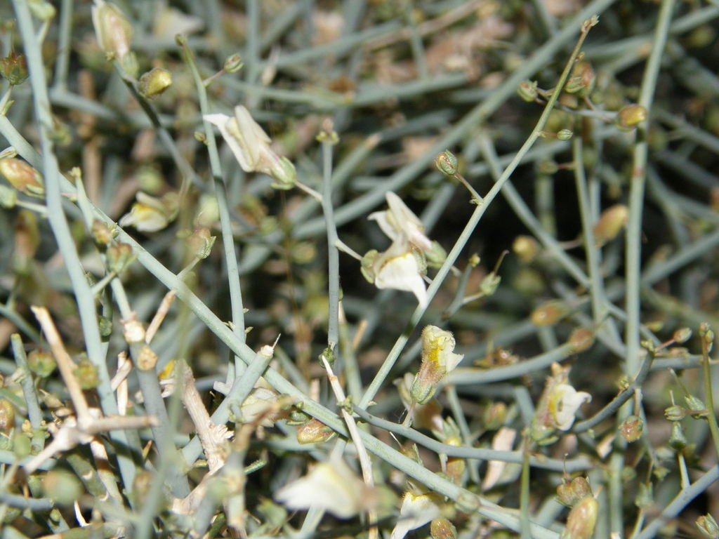 Acanthorrhinum