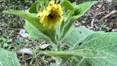 Smallanthus siegesbeckius