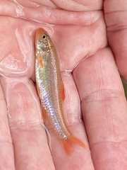 Notropis ammophilus