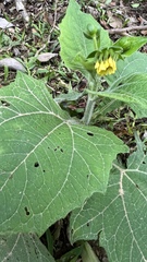 Smallanthus siegesbeckius