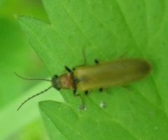 Denticollis linearis