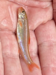 Notropis ammophilus