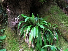 Carex fraseriana