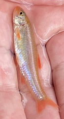 Notropis ammophilus