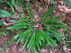 Carex fraseriana