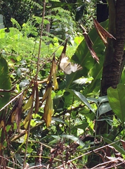 Graphium antiphates itamputi
