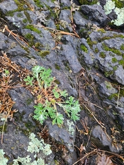 Capnoides sempervirens