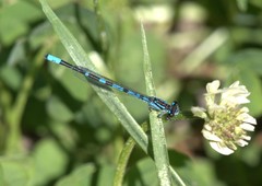 Enallagma recurvatum